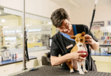 Why Professional Grooming Keeps Pets Healthy and Stylish