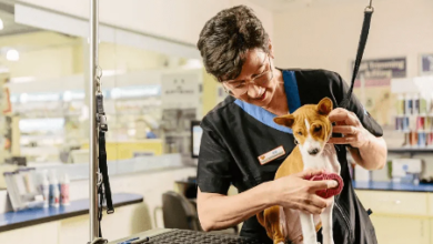 Why Professional Grooming Keeps Pets Healthy and Stylish
