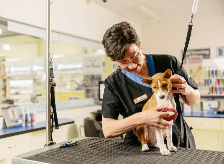 Why Professional Grooming Keeps Pets Healthy and Stylish